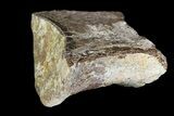 Polished, Partial Theropod Dinosaur Vertebrae - England #92559-2